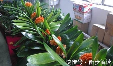 花盆|养君子兰，花盆里埋上10粒它，3个月蹿出4片新叶，开花50朵