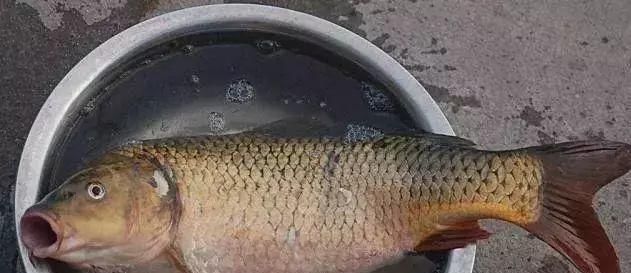 清道夫|中国最难吃的7类鱼,你若是全吃过,请允许我叫你一声“老渔民”