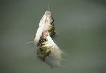 钓鱼:调的漂准不准,两个技巧就能判断,调漂再也不迷茫!