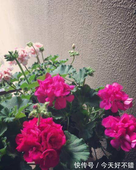 此款红花真喜庆,皮实好养爱开花,一开就是大半年,值得拥有