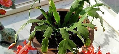 爆盆|养蟹爪兰做好三点,叶肥根壮,开花爆盆,养不好已成过去