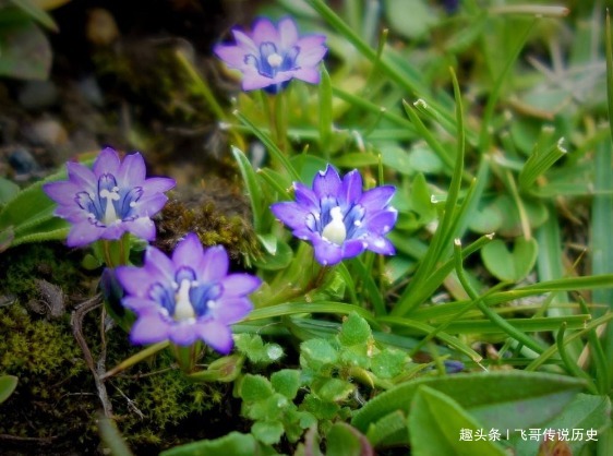 圆柱形|农村这种野草,头发全脱也有很好的治疗效果,你认识这种野草吗