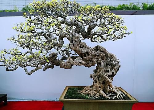 盆景学问多，教你看懂盆景的价格，购买盆景不“踩坑”，买了不吃亏