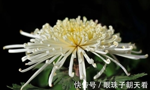 七律#吟菊七律九首:红尘何寄相思语,一缕幽香几度情