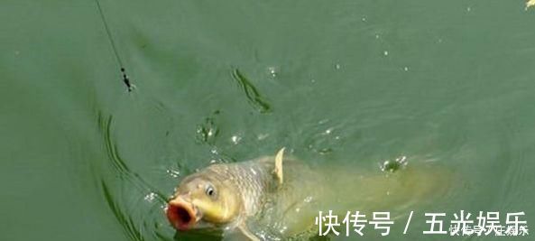 鱼竿|鲤鱼太狡猾不咬钩下次记得用上这招,它再狡猾也会忍不住咬钩