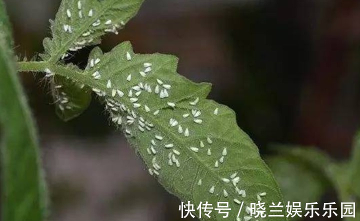 虫害|养花的4种虫害,打药都很难清除,如果遇到,用这些方法试试