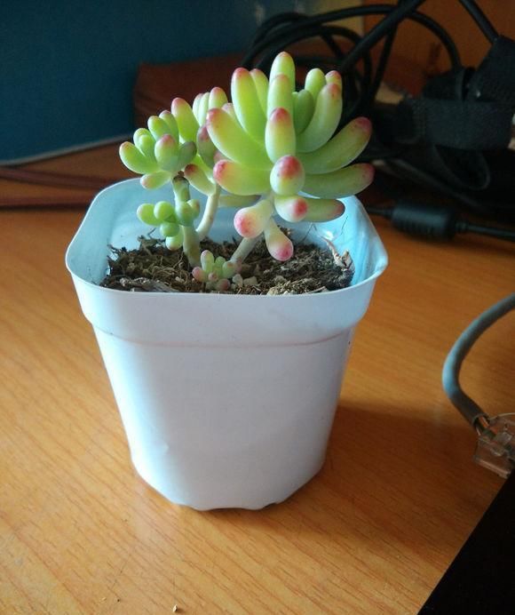 多肉八千代，“掉叶”，“干瘪”，教你“3招”，长成“小椰树”