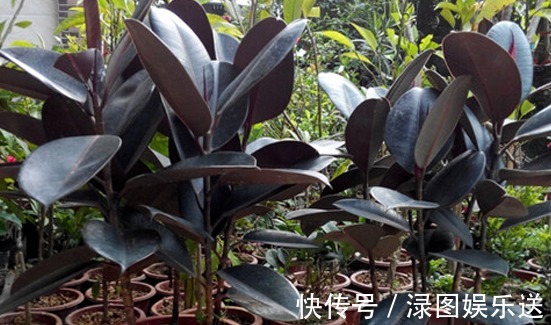 想要家里香喷喷，不如多养点这样的植物，不仅香气四溢，还能驱蚊