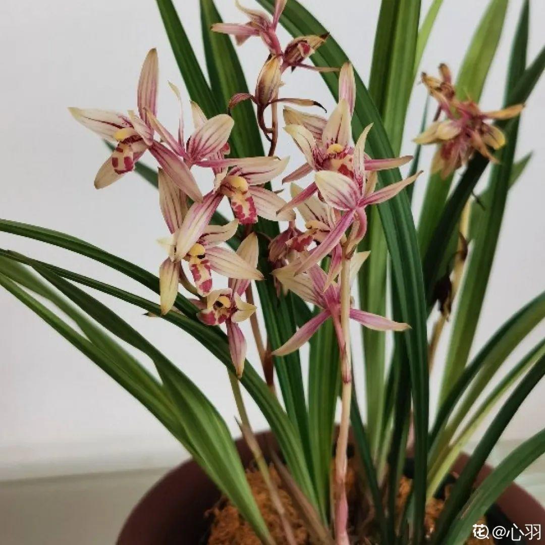 再穷也要养长寿花,寓意好、开花美,养人又养家!