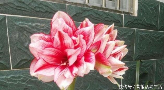 花的品种图片和花名 花的品种图片和花名
