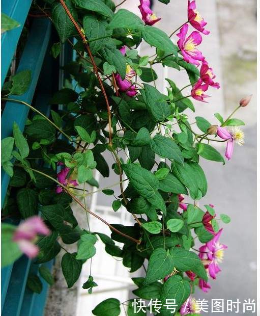 50㎡露台打造“空中花园”，每天看着精心培育的花儿，惬意啊！