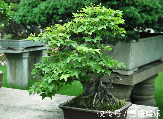 家中不适合养的花,或许你还不知道,学完教教家里人!