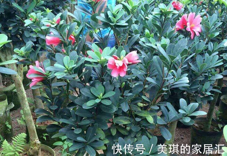 高温|夏季高温,养盆四季杜鹃茶,满足3要点,花期持续一整年