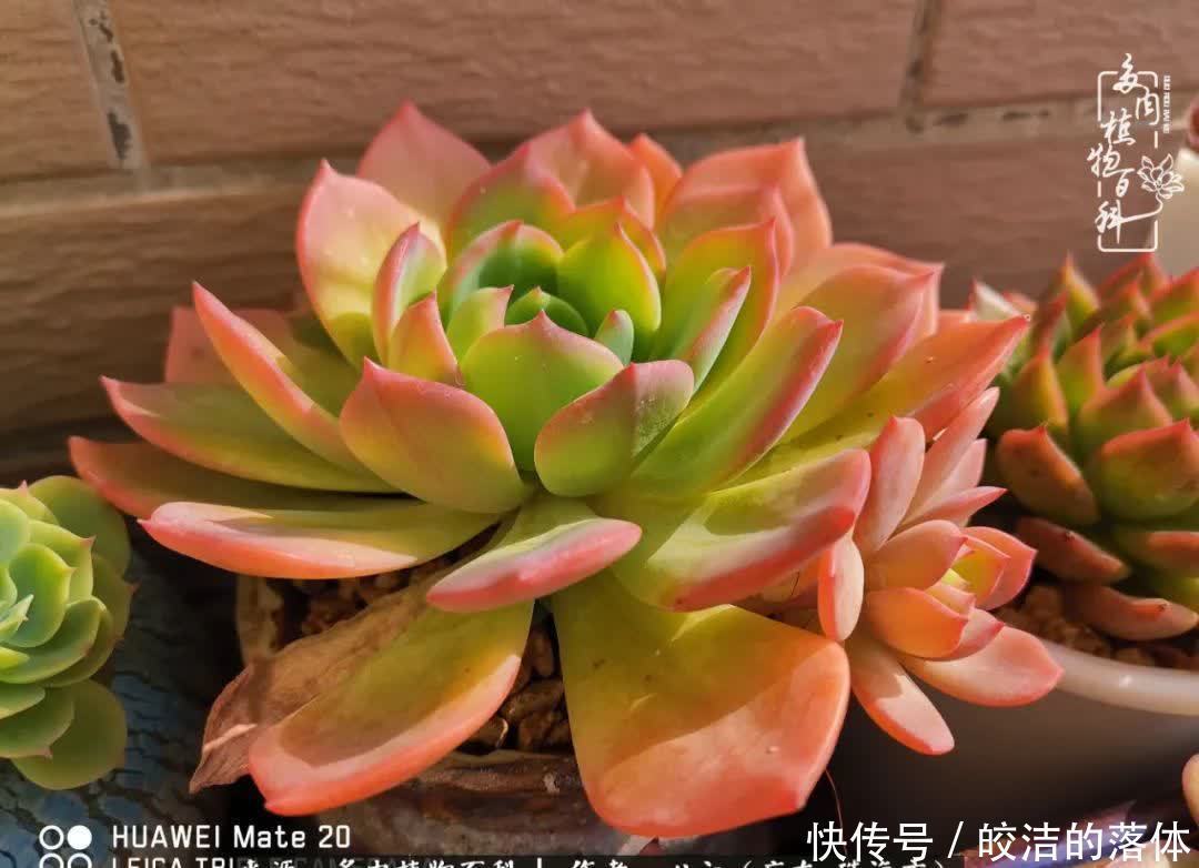 肉肉|与多肉的相遇,就是一场治愈之旅