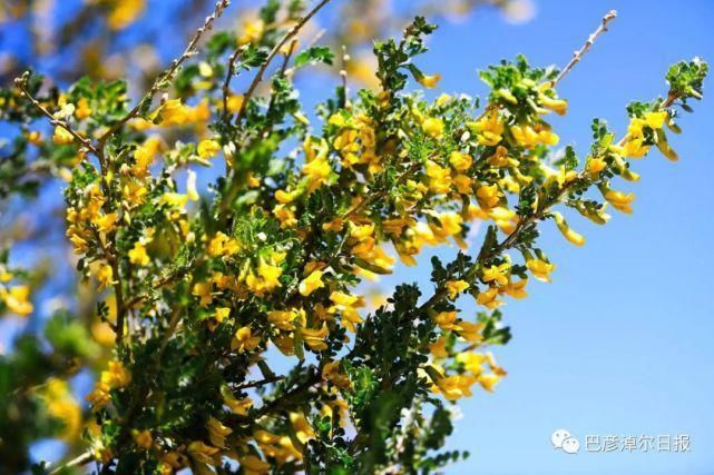 柠条|石哈河只有油菜花？那是你没见过58万亩柠条！