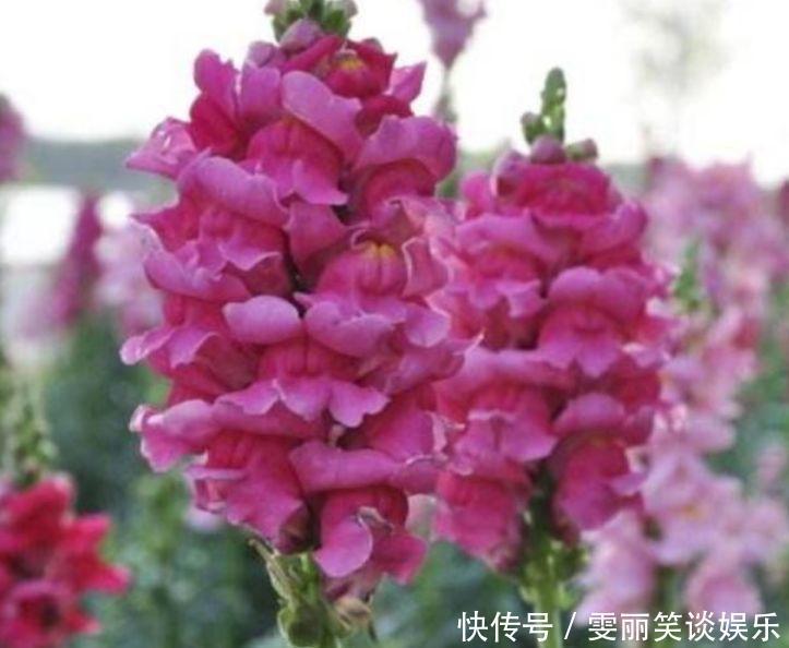 金鱼草|4种花养在家里，一整年都有好运气，开花漂亮财运来，一养就上瘾