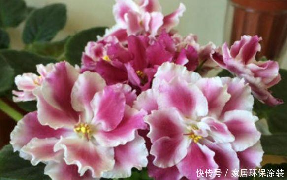 4种花漂亮又好养,养在家里超美的,入手不亏