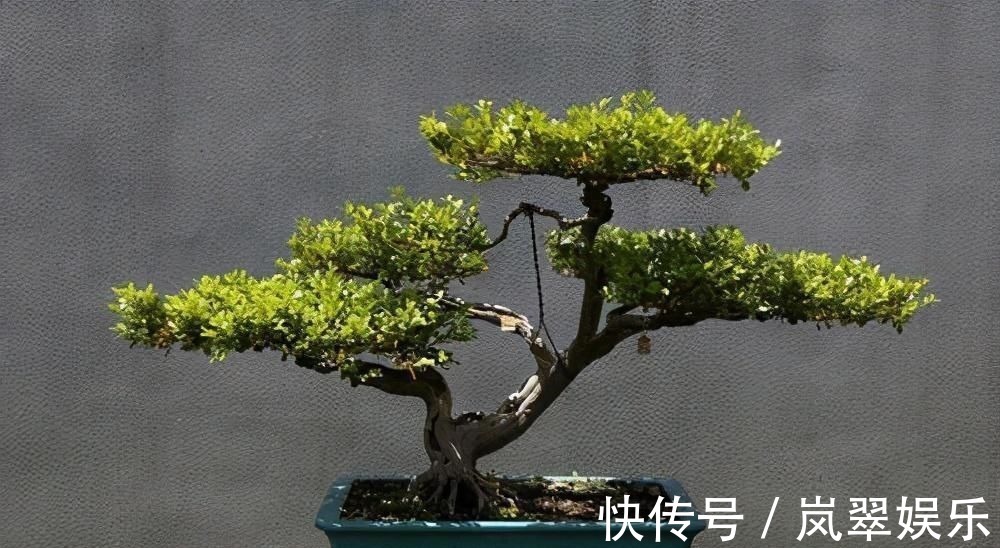 梅花|苏派盆景极具名气,这6种盆景做法精妙、极具自然之感,价值高