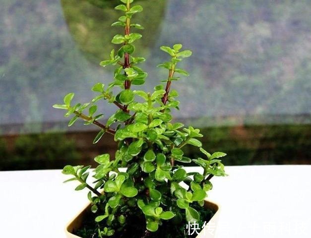 养分|金枝玉叶这样养,枝干粗壮叶片肥,一根小枝条,一年变“老桩”