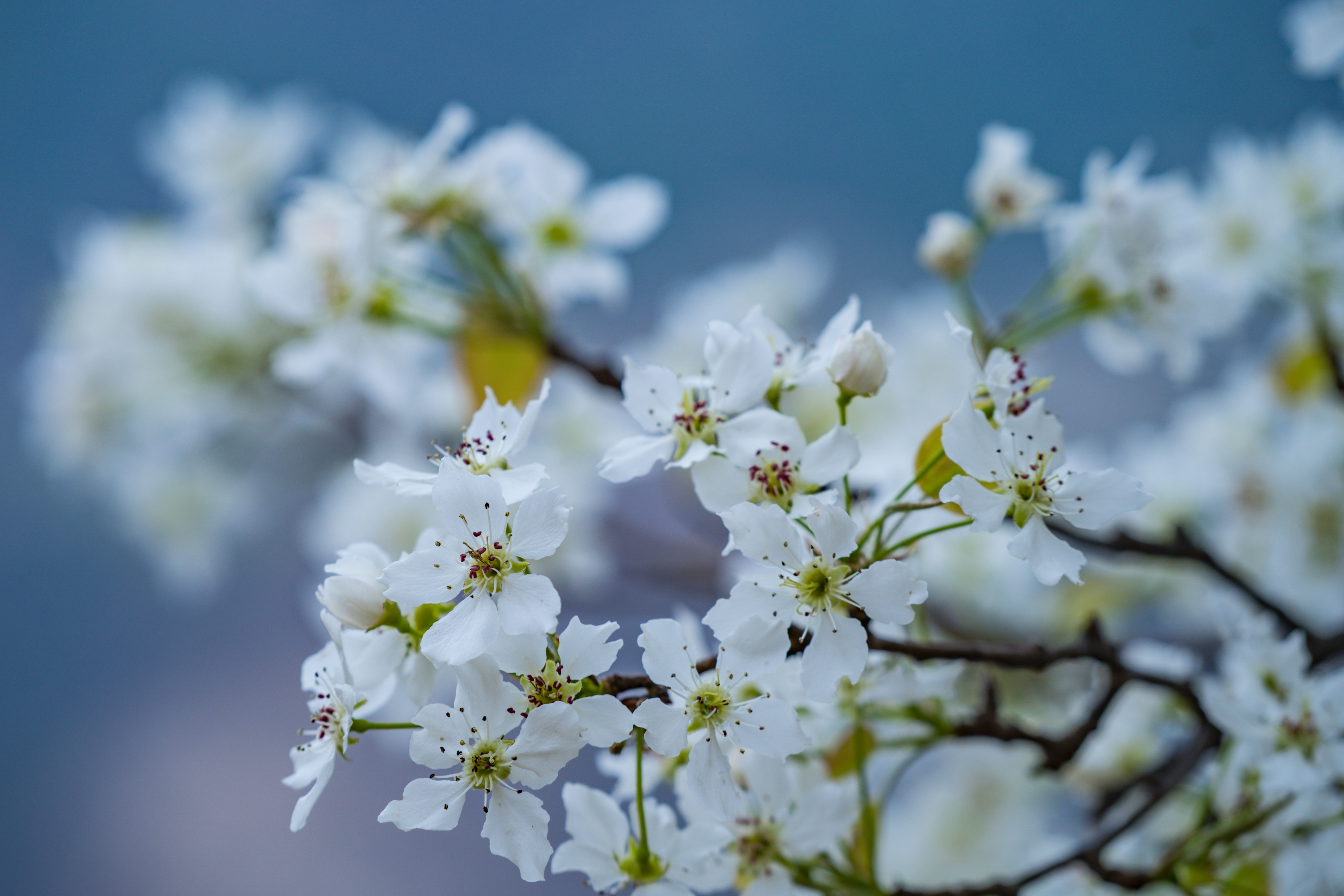 丹巴|【最美的季节遇到最美的你】春日川西行（二）：丹巴藏寨