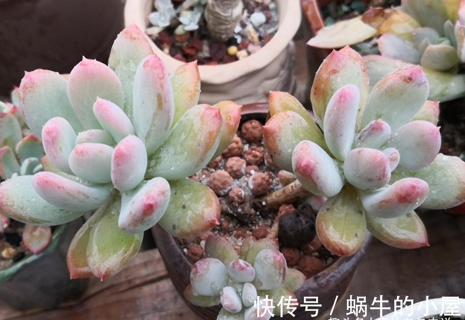 不想等到春暖花开？那10月快给多肉换盆吧！再不换天气可就真冷了