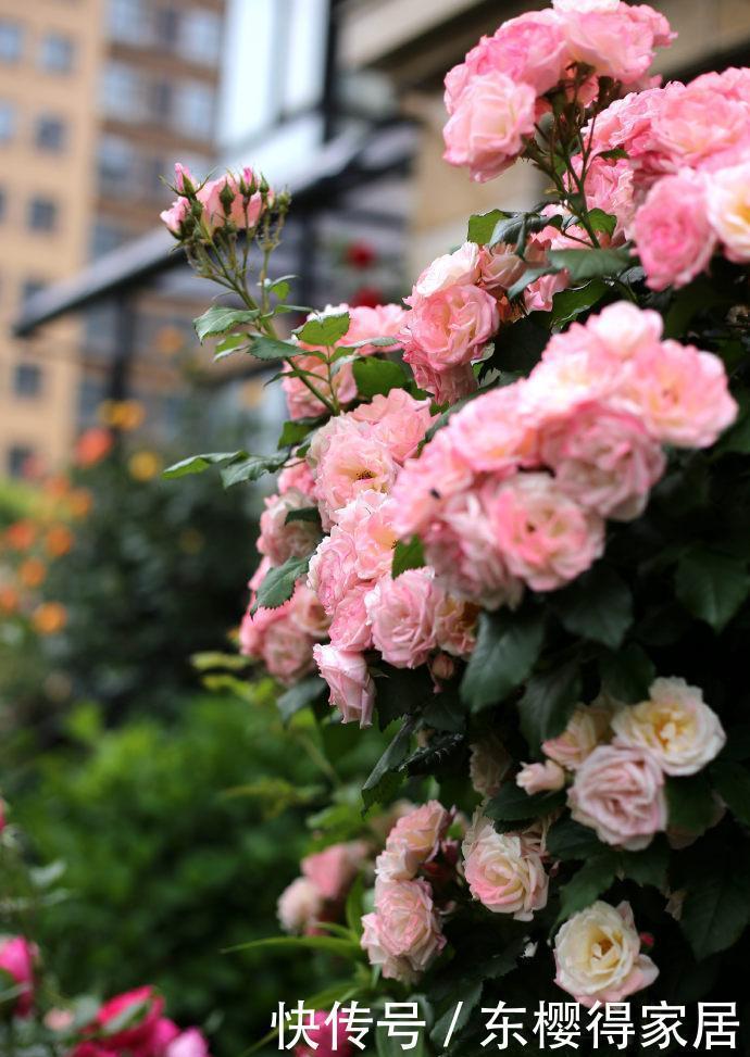非常适合练手的4种藤本月季,长势强劲,开花量大,新手别错过