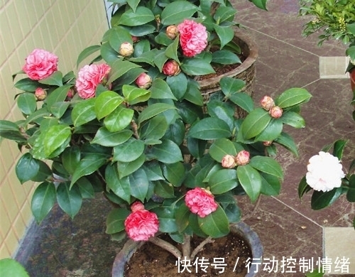 花卉|山茶花养护时,用这3个“小套路”,花朵蹭蹭冒不停,轻松开爆盆