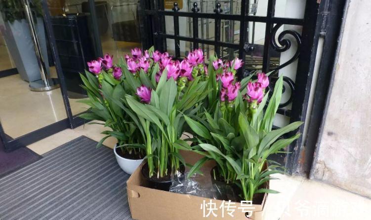 旺盛期|王爷爷喜欢的1种姜科花卉,看似是姜,实则是花,好活开花美