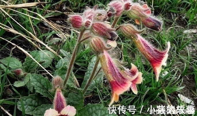 天目地黄|它是“四大仙药”之一,若长在你家屋顶,是你福气,别以为是杂草