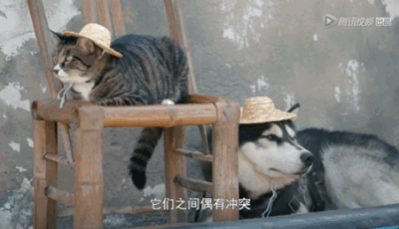 《宠物一千零一夜》明晚开播！治愈系上线，萌宠视角的现实童话，你期待吗~