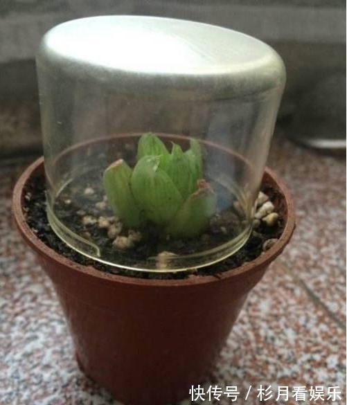 媳妇养多肉有个性,给盆栽套上可乐瓶,结果全家都被下了禁令