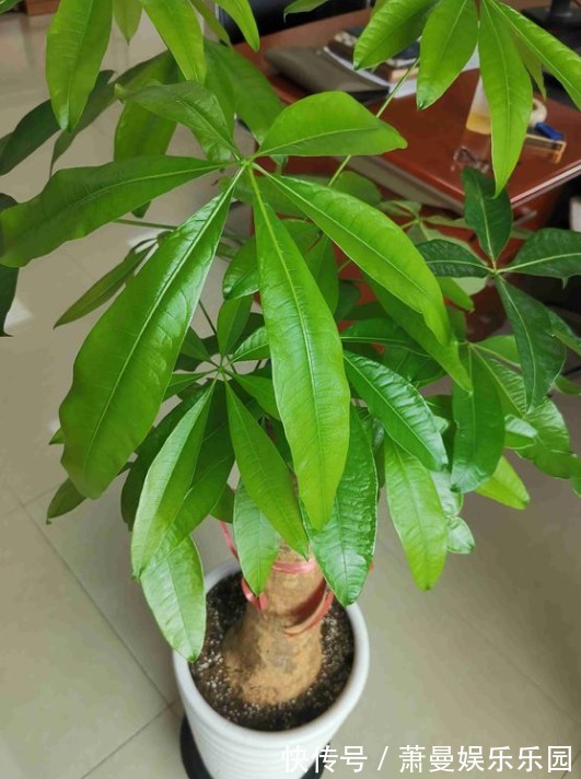 浇水|8种“漂亮花”,冬天要“虐着养”,越虐越健康,不然很难过冬