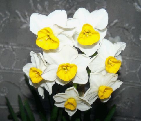 几种花是爆盆能手,开起花来拦不住,空气清新,家中必备!