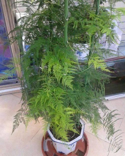 养护|文竹有黄叶别担心,“1种”粉末兑水浇,叶子2天变油绿