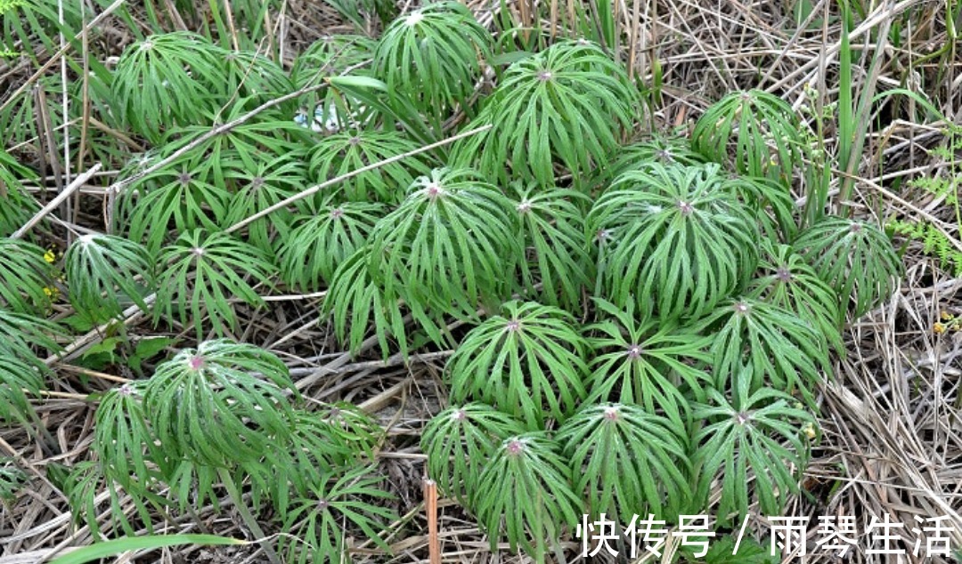 兔儿|农村路边的野草，人称“小鬼伞”，殊不知价值珍贵，遇见请珍惜