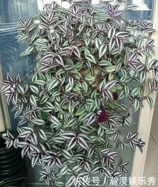 这3种吊兰千万别这么养,不然疯长爆芽,控制不住!