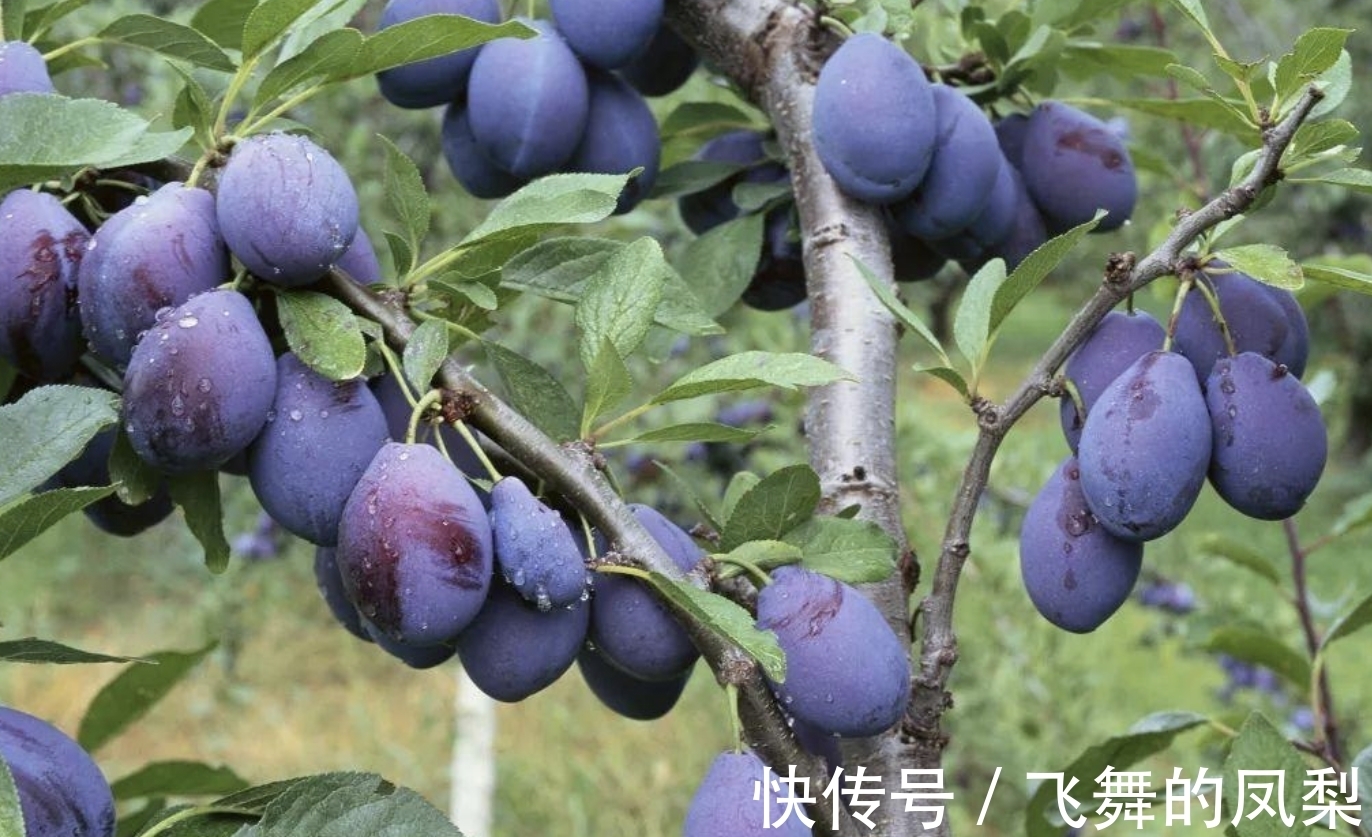 1种“无中生有”的绿植,曾引起争论,不知从什么地方来,有价值