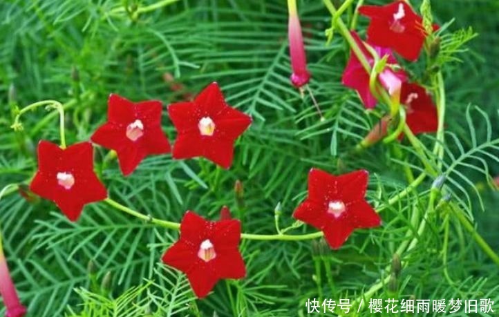 家中必养5种花,好养漂亮花期长,1个月不浇水,长得枝繁叶茂