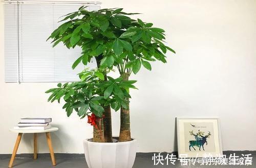 长势|4种花,皮实好养又大气,摆在客厅上档次,有品位的人都养了