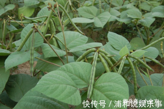 皮肤病|小小一粒“豆”，内服治脚气水肿，外敷搞定痤疮，等十几种皮肤病