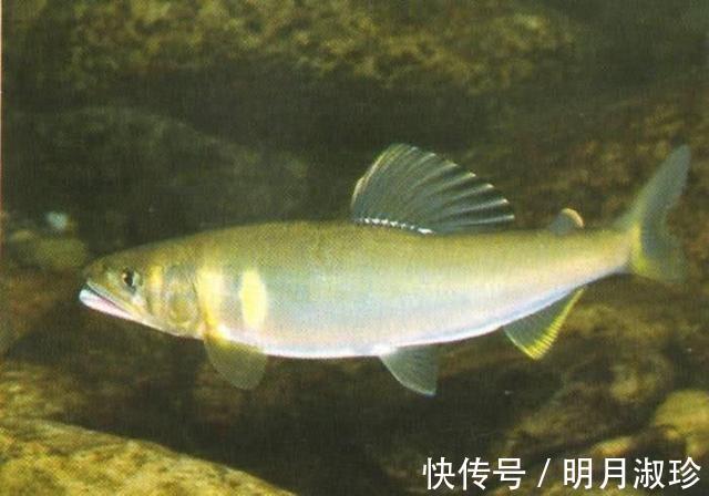 香鱼|很多钓友不认识此鱼,能散发特殊香味,被市场誉为“淡水鱼之王”