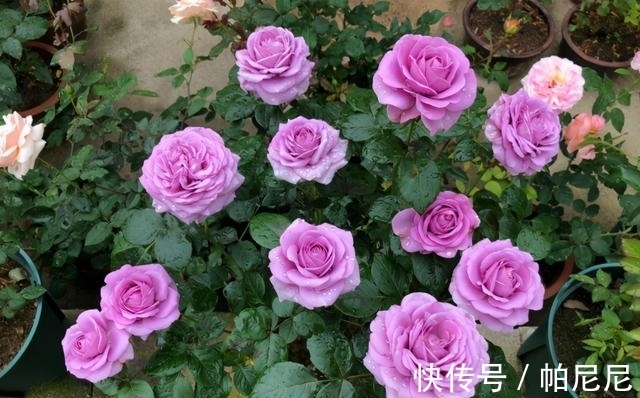 家里养这“4种花”,立春过后要“修剪”,晚了长势弱,影响开花