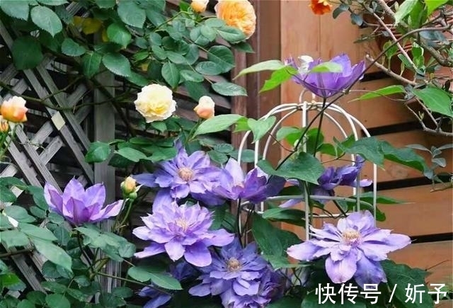 菊花|6种国人不当回事的花,在国外如此受青睐,你家有吗