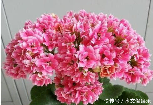 蟹爪兰|养长寿花、蟹爪兰用它最好使,半个月花蕾长满枝,轻松花开爆满盆