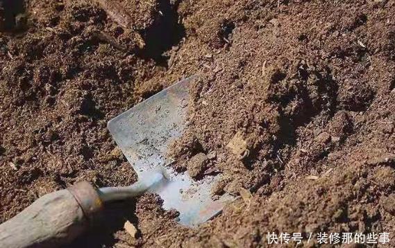 如何给盆栽植物松土