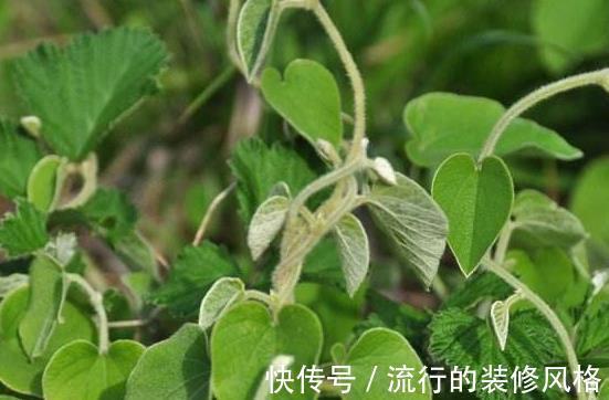 泡酒|农村最为神奇的野草，用它泡酒可以预防疾病，可祛湿缓解关节疼痛