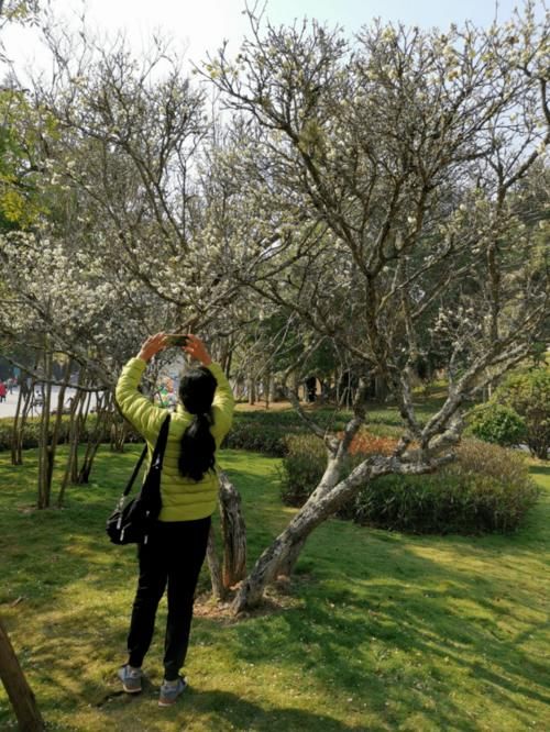 云南普洱：初春赏花好地方