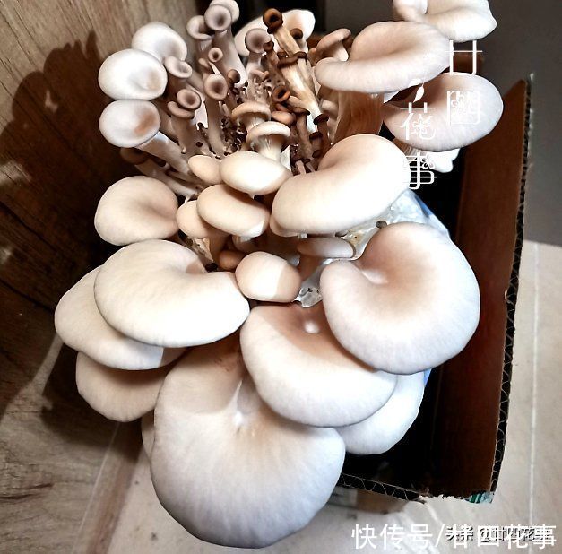 阳台种上4种菜，春节刚好上桌，自给自足，不怕菜涨价