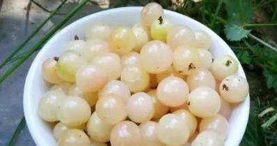 气血不|它被称作的“树上珍珠”,是补血之王,气血不足的人要多吃!