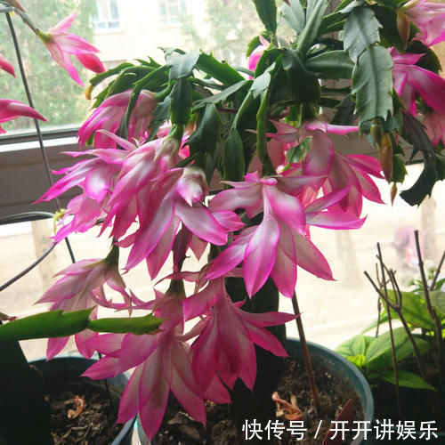 蟹爪兰烂根了,不用嫁接,盆里放2样东西,10年不烂根